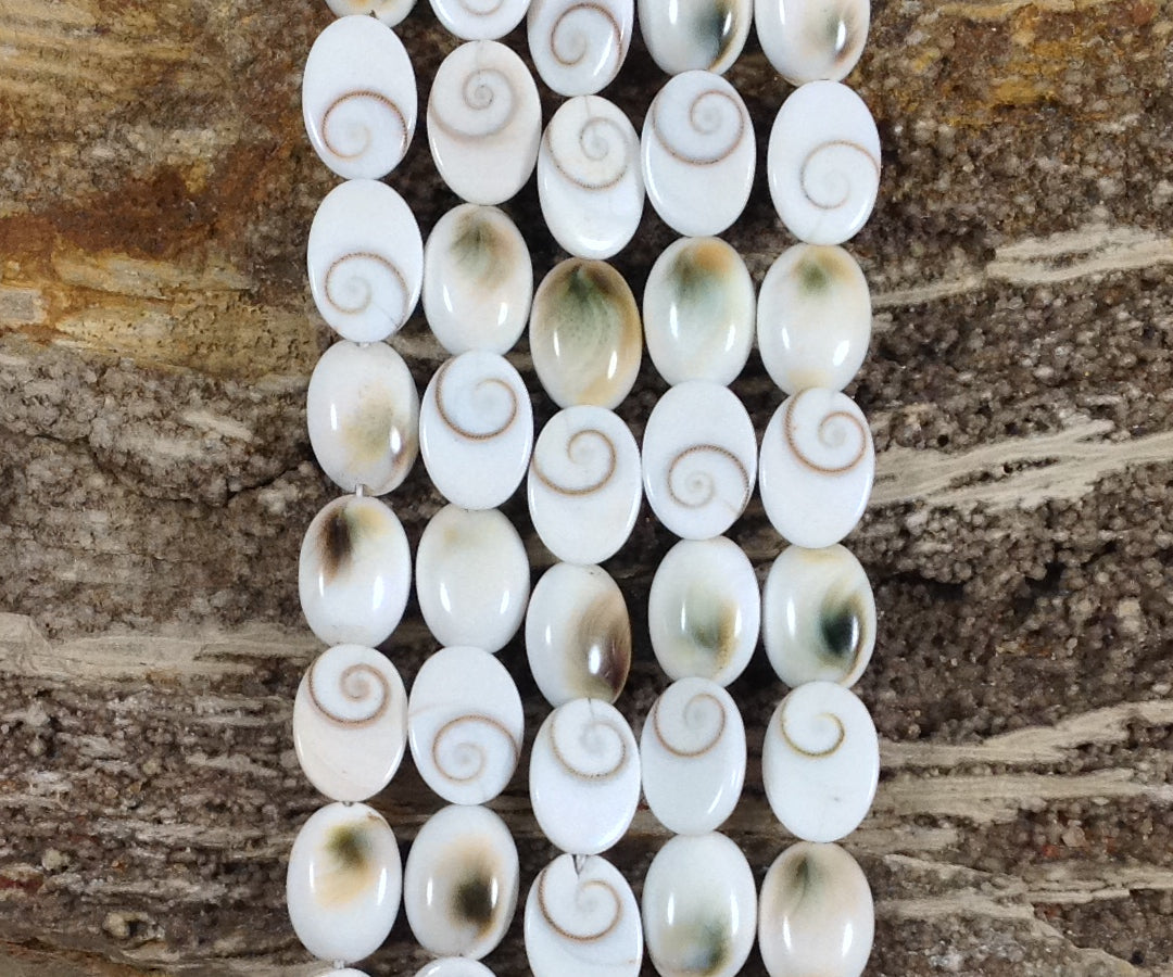 Shiva Shell, Pacific Cat's Eye Shell, Operculum, Gastropod, Oval